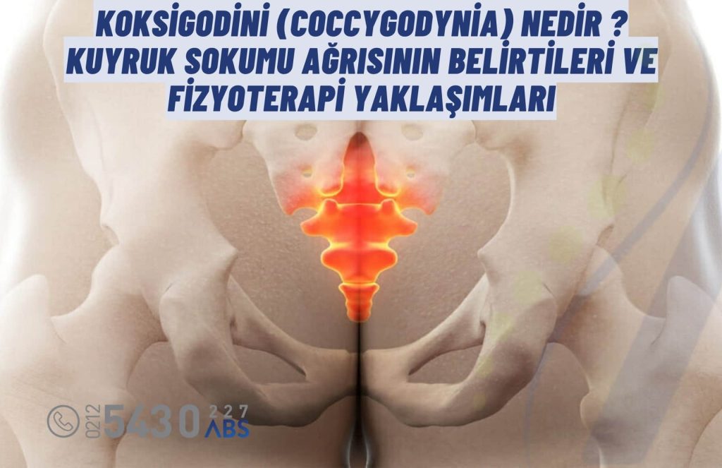 Koksigodini kuyruk sokumu ağrısı ve fizyoterapi tedavisi ile ilgili anatomik görsel