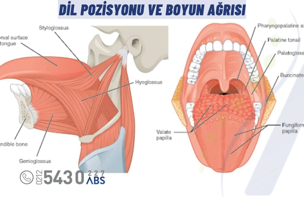 Dil pozisyonu ve boyun ağrısı arasındaki ilişkiyi gösteren anatomik ve postüral görsel