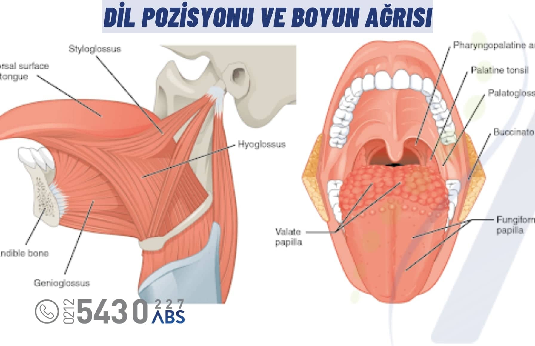 Dil pozisyonu ve Boyun Ağrısı